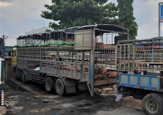 Quảng Nam: Phát hiện xe chở lợn nhiễm dịch tả Châu Phi từ Bắc vào - ảnh 1