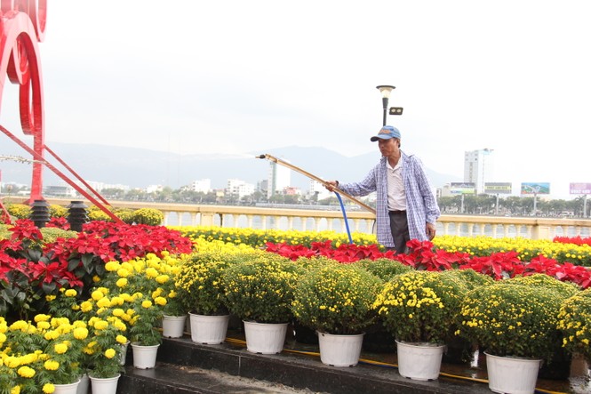 Đường hoa xuân Đà Nẵng hút nhiều “hội bạn tóc bạc” đến sớm - ảnh 9