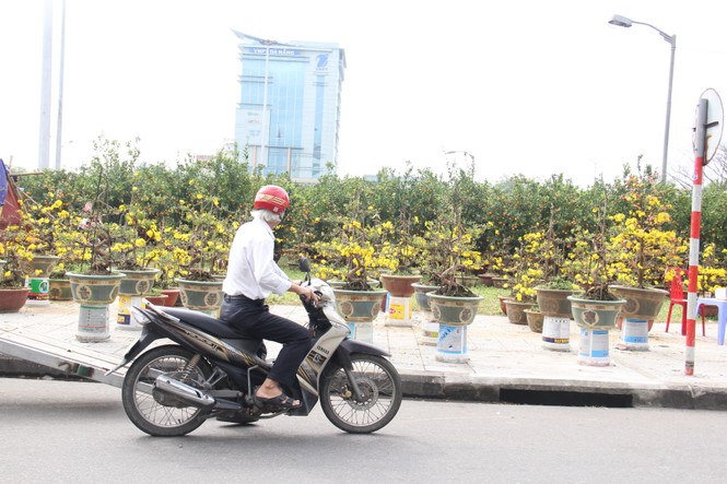 Đà Nẵng: Mai thi nhau “cười” , người bán mếu - ảnh 1