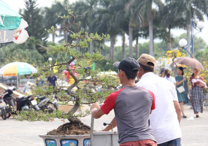 Đà Nẵng: Mai thi nhau “cười” , người bán mếu - ảnh 11
