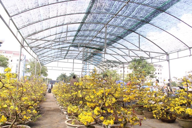 Đà Nẵng: Mai thi nhau “cười” , người bán mếu - ảnh 4
