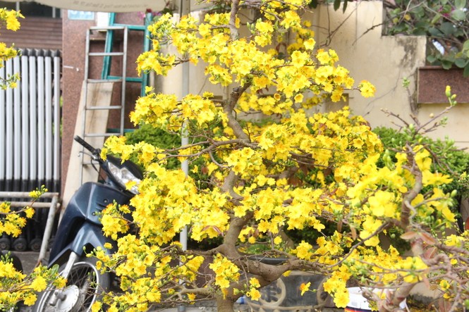 Đà Nẵng: Mai thi nhau “cười” , người bán mếu - ảnh 5