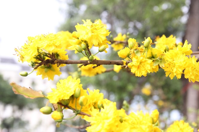 Đà Nẵng: Mai thi nhau “cười” , người bán mếu - ảnh 6