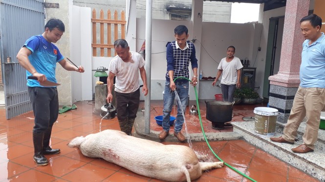 Giá tăng kỷ lục, người dân quê vẫn tưng bừng đụng lợn đón Tết - ảnh 2