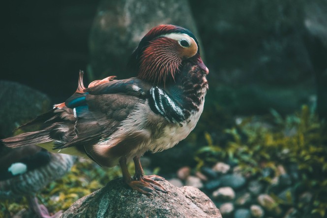 Ngắm loạt ảnh “siêu xịn” dưới đây có khiến bạn muốn ghé thăm Thảo Cầm Viên một lần? - ảnh 8