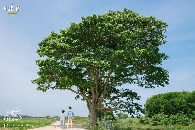 Bão số 5 đánh nhanh rút gọn, để lại xứ Huế tiêu điều sau bão - ảnh 14