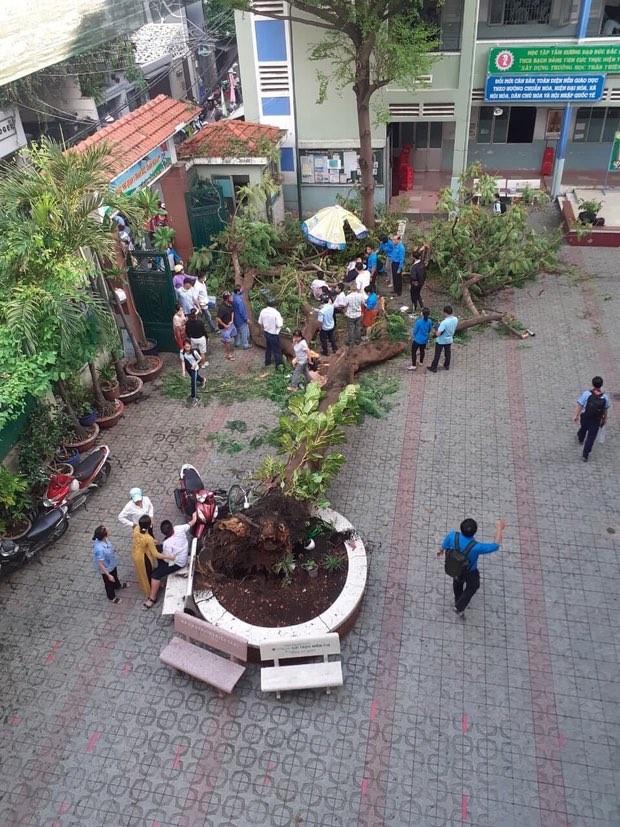 TP.HCM: Cây phượng trong sân trường bật gốc khiến 1 học sinh tử vong - ảnh 3