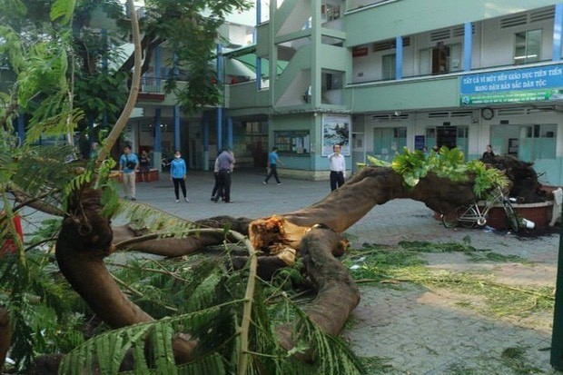 TP.HCM: Cây phượng trong sân trường bật gốc khiến 1 học sinh tử vong - ảnh 2