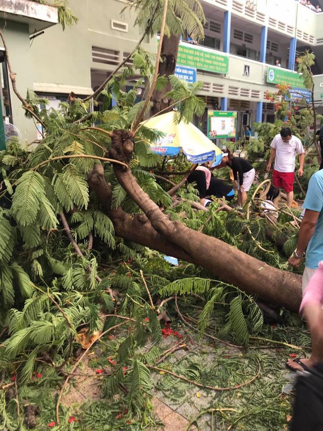 TP.HCM: Cây phượng trong sân trường bật gốc khiến 1 học sinh tử vong - ảnh 1
