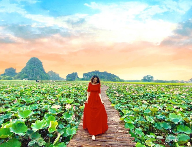 Đẹp lụi tim con đường gỗ giữa cánh đồng sen đang nở rộ ở Hang Múa (Ninh Bình) - ảnh 4