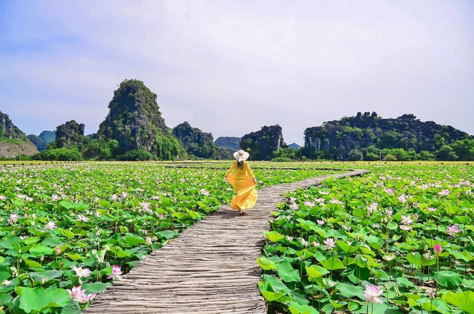 Đẹp lụi tim con đường gỗ giữa cánh đồng sen đang nở rộ ở Hang Múa (Ninh Bình) - ảnh 8