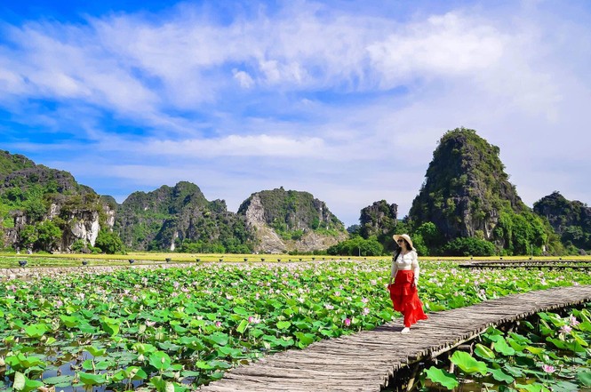 Đẹp lụi tim con đường gỗ giữa cánh đồng sen đang nở rộ ở Hang Múa (Ninh Bình) - ảnh 9