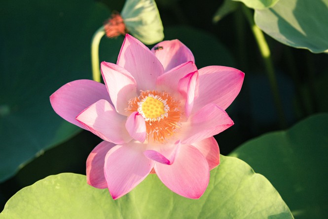 Ngỡ ngàng hồ sen nở rộ giữa Thu ở Hang Múa (Ninh Bình), giới trẻ tha hồ chụp ảnh