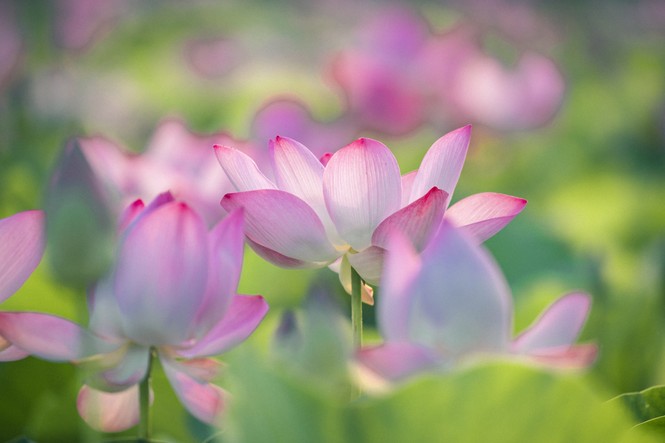 Ngỡ ngàng hồ sen nở rộ giữa Thu ở Hang Múa (Ninh Bình), giới trẻ tha hồ chụp ảnh