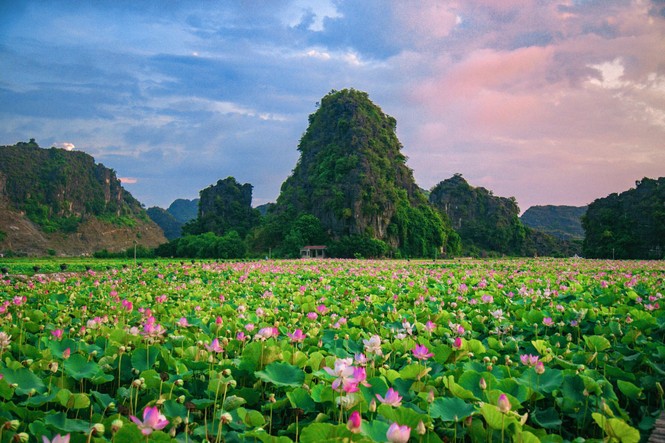 Ngỡ ngàng hồ sen nở rộ giữa Thu ở Hang Múa (Ninh Bình), giới trẻ tha hồ chụp ảnh