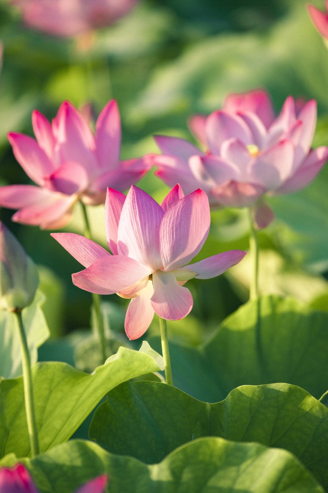 Ngỡ ngàng hồ sen nở rộ giữa Thu ở Hang Múa (Ninh Bình), giới trẻ tha hồ chụp ảnh