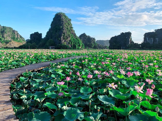 Ngỡ ngàng hồ sen nở rộ giữa Thu ở Hang Múa (Ninh Bình), giới trẻ tha hồ chụp ảnh