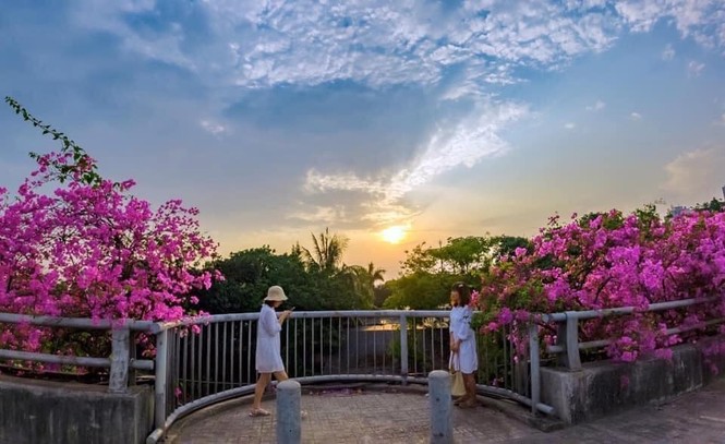 Hà Nội: Cây cầu hoa giấy bất ngờ bung nở trở lại, check-in
