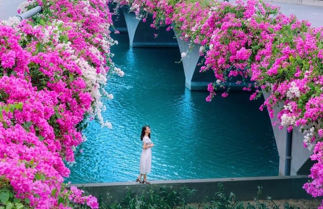 Hà Nội: Cây cầu hoa giấy bất ngờ bung nở trở lại, check-in