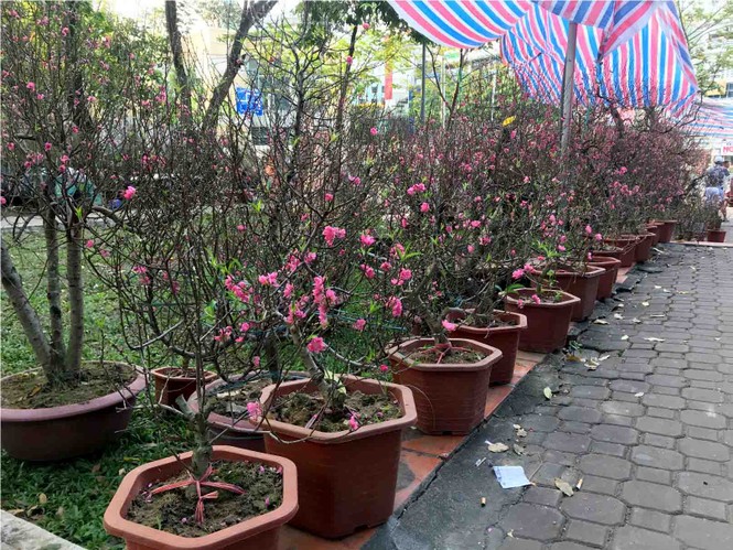 Đào Hà Nội giá rẻ rợp chợ hoa Sài Gòn ngày 29 Tết - ảnh 2
