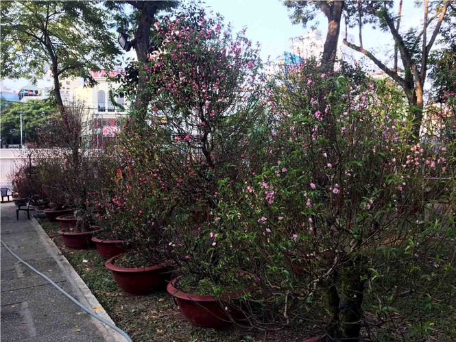 Đào Hà Nội giá rẻ rợp chợ hoa Sài Gòn ngày 29 Tết - ảnh 1