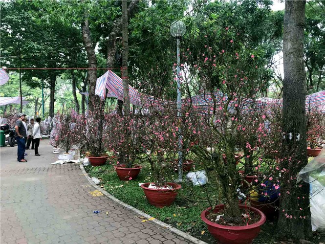 Đào Hà Nội giá rẻ rợp chợ hoa Sài Gòn ngày 29 Tết - ảnh 7