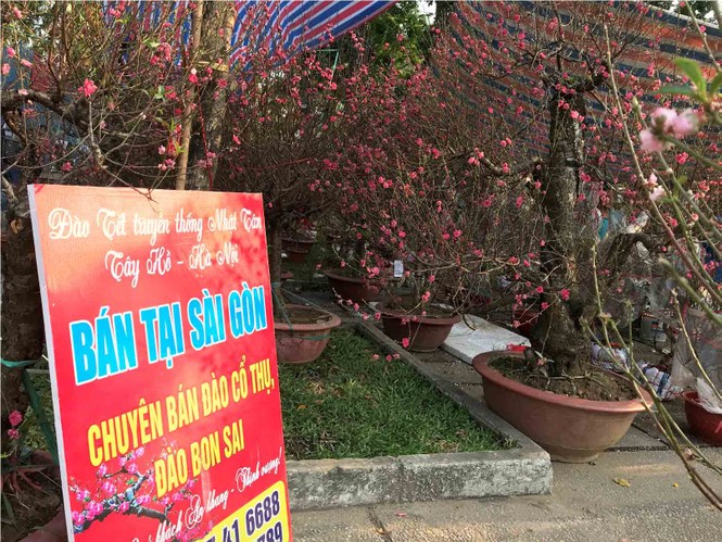 Đào Hà Nội giá rẻ rợp chợ hoa Sài Gòn ngày 29 Tết - ảnh 3