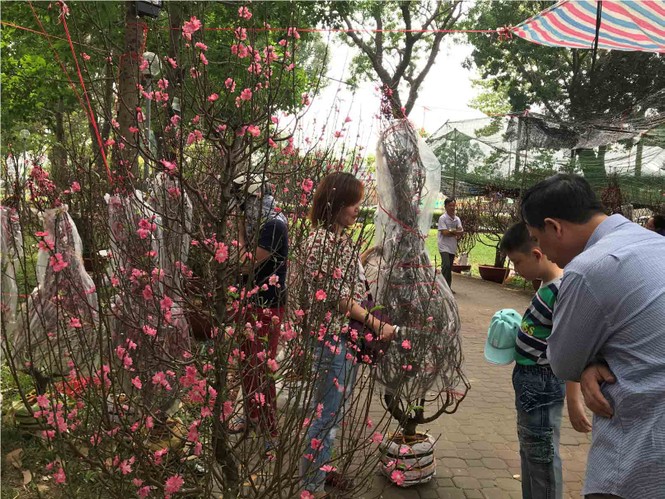 Đào Hà Nội giá rẻ rợp chợ hoa Sài Gòn ngày 29 Tết - ảnh 10