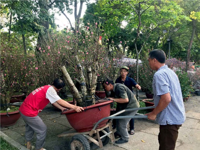 Đào Hà Nội giá rẻ rợp chợ hoa Sài Gòn ngày 29 Tết - ảnh 13