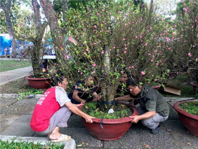 Đào Hà Nội giá rẻ rợp chợ hoa Sài Gòn ngày 29 Tết - ảnh 14