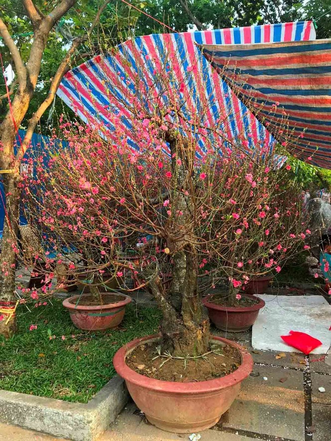 Đào Hà Nội giá rẻ rợp chợ hoa Sài Gòn ngày 29 Tết - ảnh 4