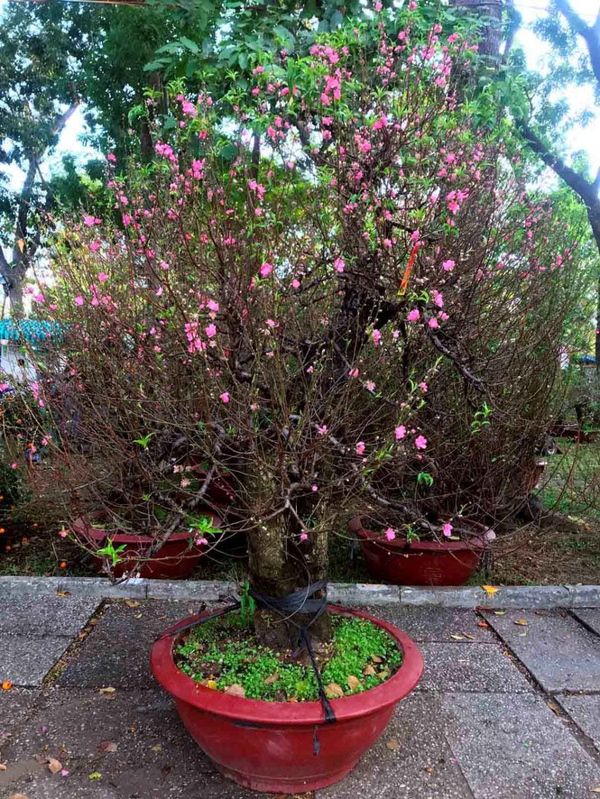 Đào Hà Nội giá rẻ rợp chợ hoa Sài Gòn ngày 29 Tết - ảnh 5