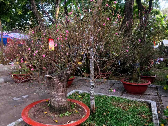 Đào Hà Nội giá rẻ rợp chợ hoa Sài Gòn ngày 29 Tết - ảnh 6