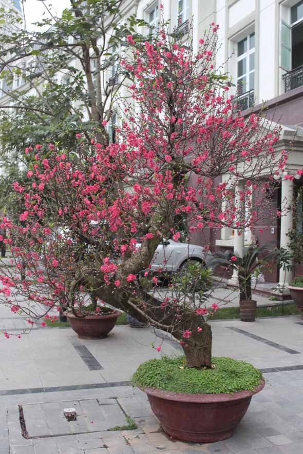 Vì sao lại bày đào, quất trong nhà dịp Tết? - ảnh 2
