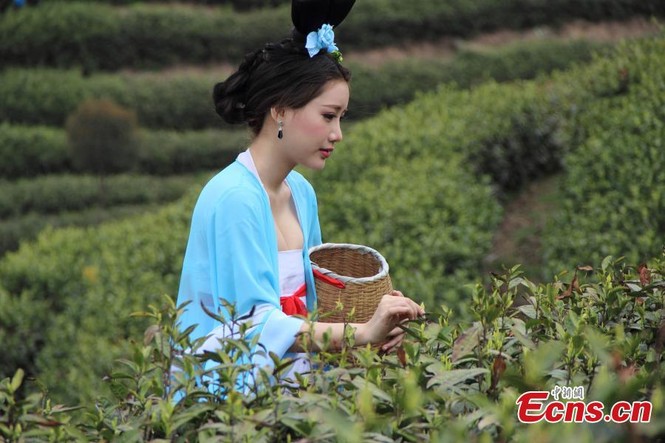 Mỹ nữ Trung Quốc diện y phục cung đình lên núi hái chè - ảnh 1