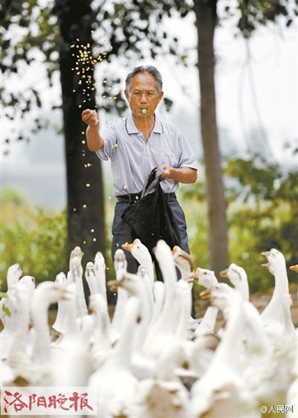 Lão nông chăn ngỗng ‘lột xác’ thành quý ông sành điệu - ảnh 3