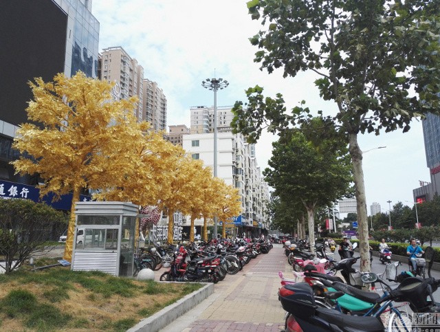 Lóa mắt với hàng cây 'phủ vàng' trước cửa ngân hàng - ảnh 6