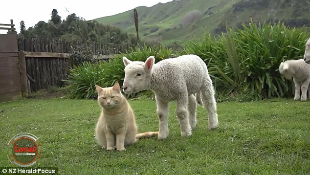Chú mèo bất ngờ nổi tiếng vì có tài... chăn cừu - ảnh 2