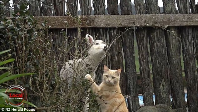 Chú mèo bất ngờ nổi tiếng vì có tài... chăn cừu - ảnh 3