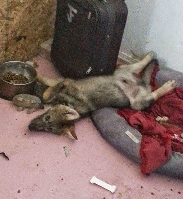 Hy hữu chuyện chó nhà nuôi vài năm hóa... chó sói - ảnh 1