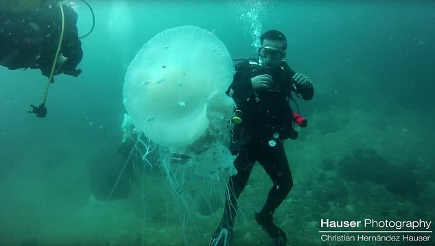 Thợ lặn chạm trán sứa 'khổng lồ' ngoài khơi Mexico - ảnh 2