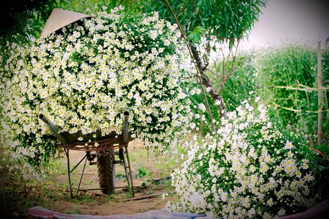 Dịu dàng cúc hoạ mi xuống phố - ảnh 9