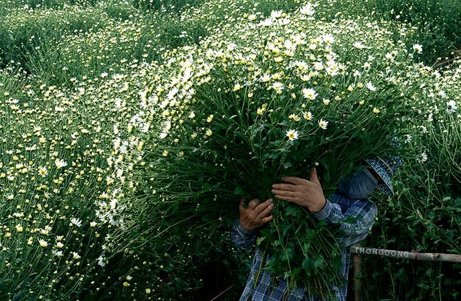 Dịu dàng cúc hoạ mi xuống phố - ảnh 6