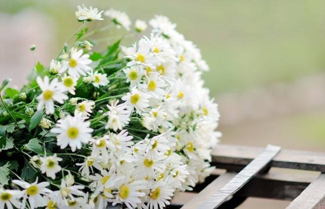 Dịu dàng cúc hoạ mi xuống phố - ảnh 1