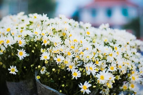 Dịu dàng cúc hoạ mi xuống phố - ảnh 8