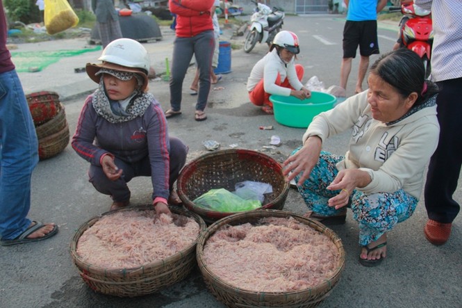 Ngư dân Đà Nẵng kiếm bạc triệu mỗi ngày từ ruốc - ảnh 1
