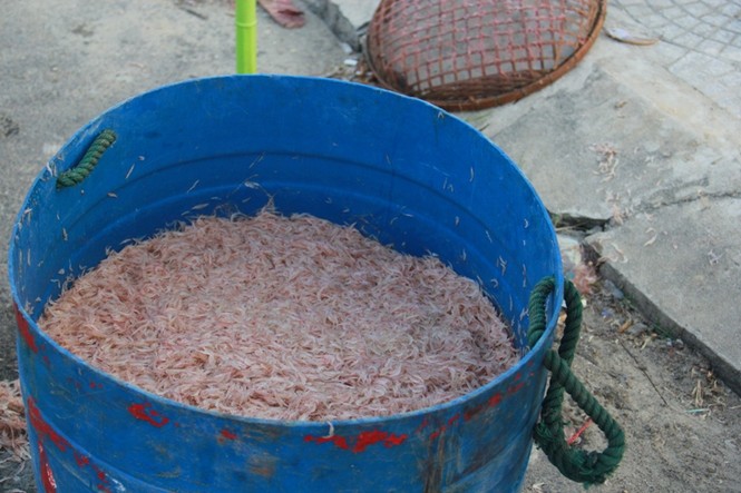 Ngư dân Đà Nẵng kiếm bạc triệu mỗi ngày từ ruốc - ảnh 3