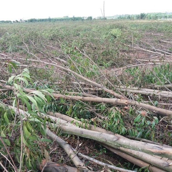 Chủ đầu tư “trảm” hơn 10 ha rừng trồng của người dân - ảnh 2