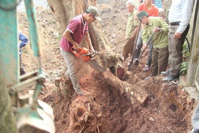 Hà Nội: Vì sao lô gỗ sưa “trăm tỷ” chỉ được bán đấu giá dù liên tiếp thất bại? - ảnh 1
