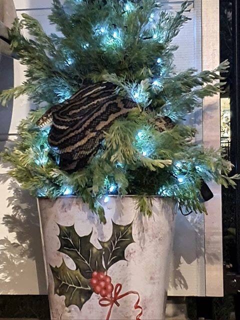 Thất kinh phát hiện trăn dài 3m quấn quanh cây thông Noel - ảnh 2